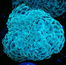Indonesia Blue Mint Hammer coral