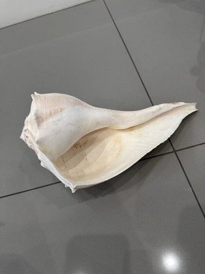 Large Florida ~Lightning Whelk Hand Collected Shell Excellent X