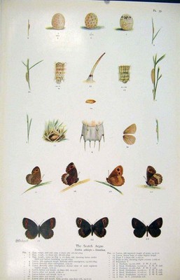 Original alter antiker Druck Scotch Argus Schmetterling Motte Larve Muschel