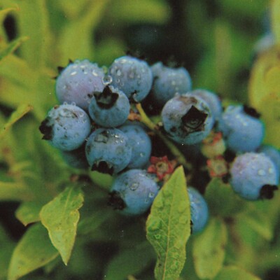 Maine Wild Blueberries Fruit Flowers ME Augusta UNP Chrome Scenic Postcard