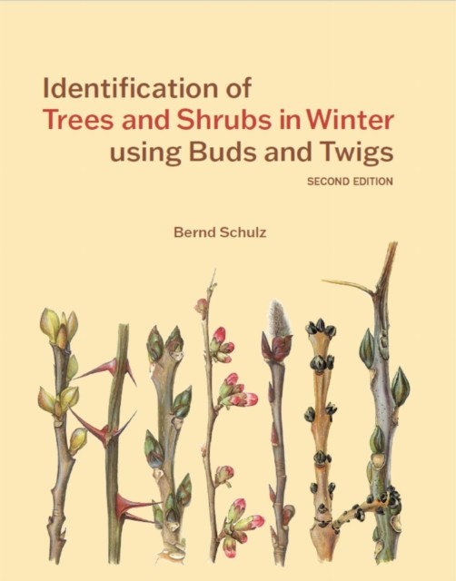 Identification Of Trees & Shrubs In Wint