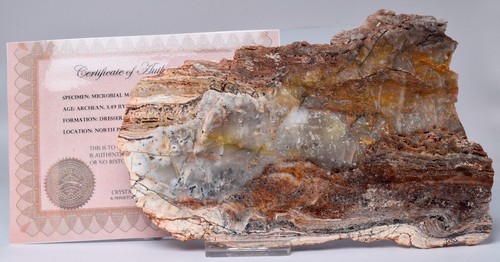 MICROBIAL MAT, Dresser Fmt, Stromatolite, North Pole Dome 295g, S732 - Bild 3 von 5