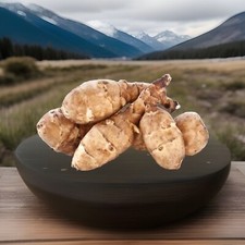 PRE ROOTED Jerusalem Artichoke White Helianthus  tuberoses Fuseau x 3tubes