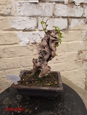 Vitex negundo  Bonsai 