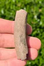 Florida Fossil Deer Antler Bone Mammal Odocoileus Pleistocene Mammoth Age