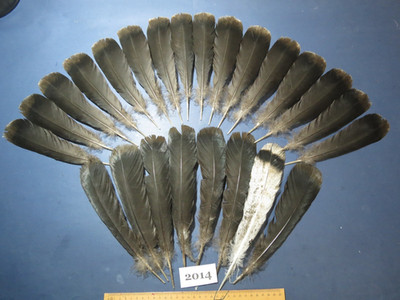 24 Pcs Black Turkey Tail Feathers, Fly Tying Materials,Real Feathers. (2014)