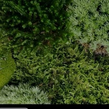 Live Sheet Moss 5x7 Bag Terrarium Vivarium Fairy Garden Reptile Crafts Organic 