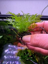 Vandenboschia Maxima Rare Live Aquarium Plant
