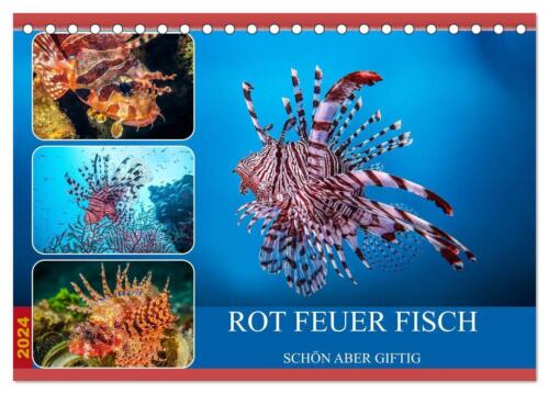 Dieter Gödecke | Rot Feuer Fisch (Tischkalender 2024 DIN A5 quer), CALVENDO... - Bild 1 von 1