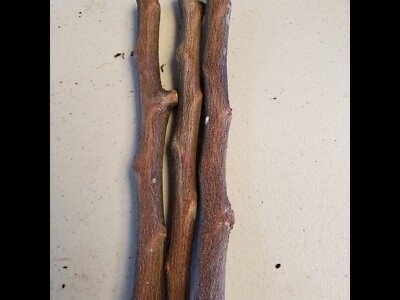 STAR APPLE / CAIMILO 4 CUTTING 5 TO 6'' UNROOTED FOR GRAFTING TROPICAL FRUIT TREE