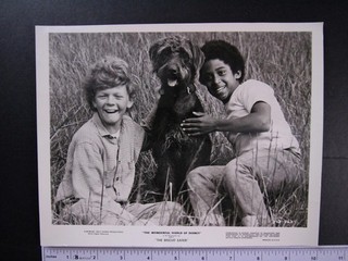 Three 1976 Type 1 TV DISNEY Press Photos THE BISCUIT EATER JOHNNY WHITAKER