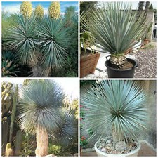 30 graines yucca rigida, plantes grasses, cactus,seed succulents F