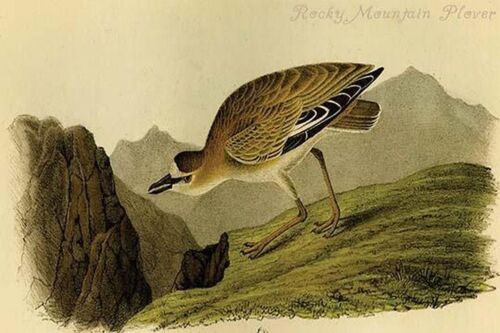 Rocky Mountain Plover by John James Audubon - Art Print - Picture 1 of 1