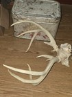 Kansas Whitetail WILD Deer Antlers Skull European Mount Cabin Mancave — photo 9