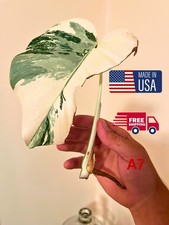 Monstera Albo Leaf Node Cutting