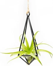 Hanging Black Metal Pendant with Medium Tillandsia Air Plant - Wholesale Decor