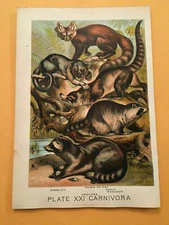 KB) Plate XXI Carnivora Panda Racoon Agouara Coaiti 1880 Animals Colored Print