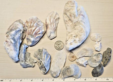 Natural Clean Oyster Shells Perfect for Crafting Decor  Beach Themed Project