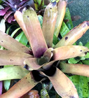 Bromeliad Canistrum aurantiacum hybrid *Bromeliad Collection* — photo 2
