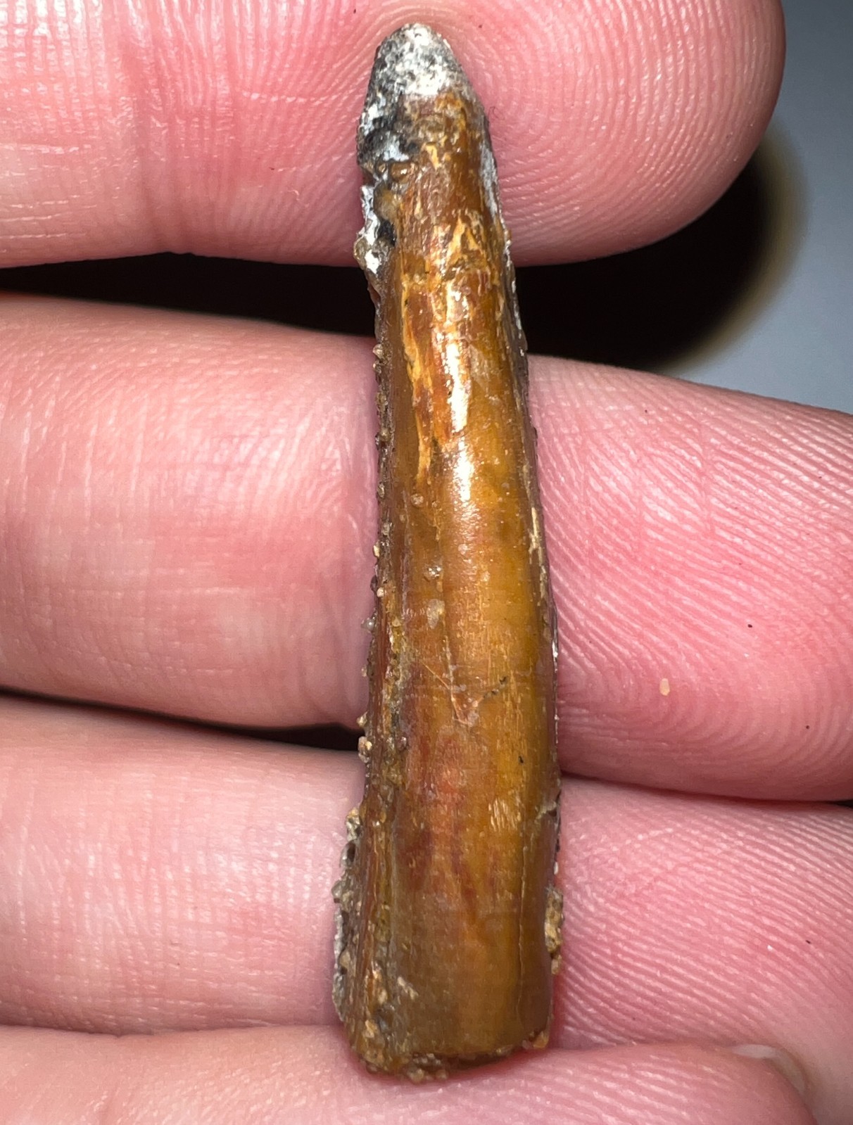 PTEROSAUR PTERODACTYL Dinosaur Era Flying Reptile Fossil Tooth 1.48 IN NO REPAIR