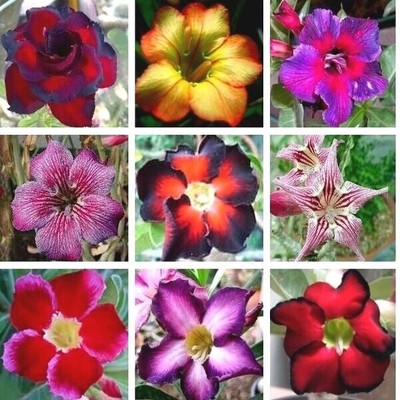 Frische Samen Wüstenrose Adenium Obesum x 10
