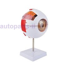 Eyeball Model Anatomical Teaching Instrument Medi And Eye Model Medical Learning