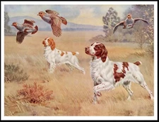 BRITTANY SPANIEL DOGS AT WORK VINTAGE STYLE A4 SIZE DOG PHOTO PRINT POSTER