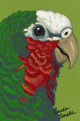 ACEO Original Painting Cuban Amazon Parrot Bird Wildlife Art-Carla Smale