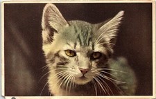 1910 Humorous Puppy Kitten She Loves Me She Loves Me Not V Colby Postcard 7-45