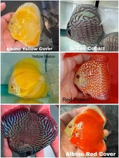 Pack of 6 Discus Fish 3.5 To 4" - Live Fish Aquarium Overnight Shipping