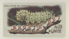 2020 Topps Allen & Ginter's Buggin' Out! Minis Calleta Silkmoth #MBO-8 5w7
