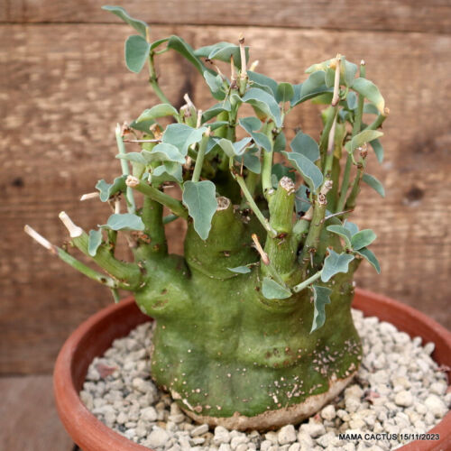 D2676 ADENIA SPINOSA pot20-H16-W14 cm MaMa Cactus