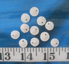 ~ Sand Dollars ~ 10 ~ *MINI* (3/8") ~ White ~ Shellcraft ~ Sailor's Valentines ~
