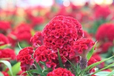 Exotic Cockscomb Seeds - 250+ Seeds - Amazing Garden Flower - Made in USA - Celo
