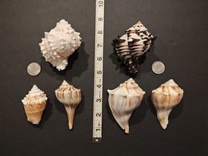 Lot of (6) Natural Whelk Sea Shell Small Conch Type Shell 3"-4" Coastal Decor 