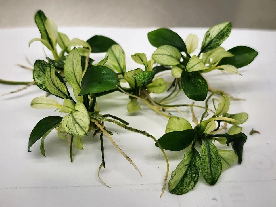 Anubias Nana Pinto /live Aquarium Plant 5 X Plant package  - image 4 of 4