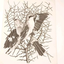 Deux Oiseaux Gravure Originale Pointe Sèche signée et marquée 27x38cm