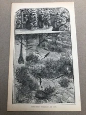 1866 original print - fifteen - spined sticklebacks and nests