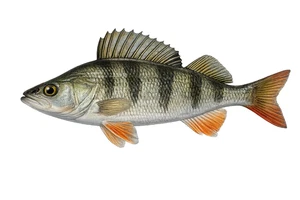 European Perch Redfin Fish Vinyl Sticker Self Adhesive Decal Wall Fishing Decor