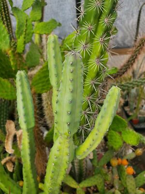 Myrtillocactus geometrizans (dwarf form) (cactus - succulent - plant) | eBay