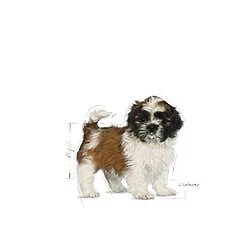 Royal canin shih tzu puppy cheap