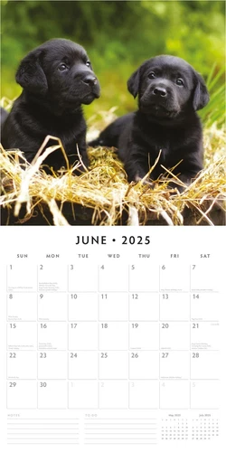Black Labradors 2025 Square Wall Calendar