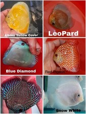 Pack of 6 Discus Fish 3.75 To 4" - Live Fish Aquarium Overnight Shipping