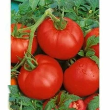 Ace 55 Tomato Seeds, Low Acidity, Heirloom, NON-GMO, Variety Sizes, FREE SHIP