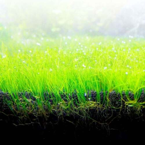 Sustrato de plantación de acuario Fluval Bio-Strato suelo volcánico crecimiento de plantas tamaño 3 - Imagen 2 de 7