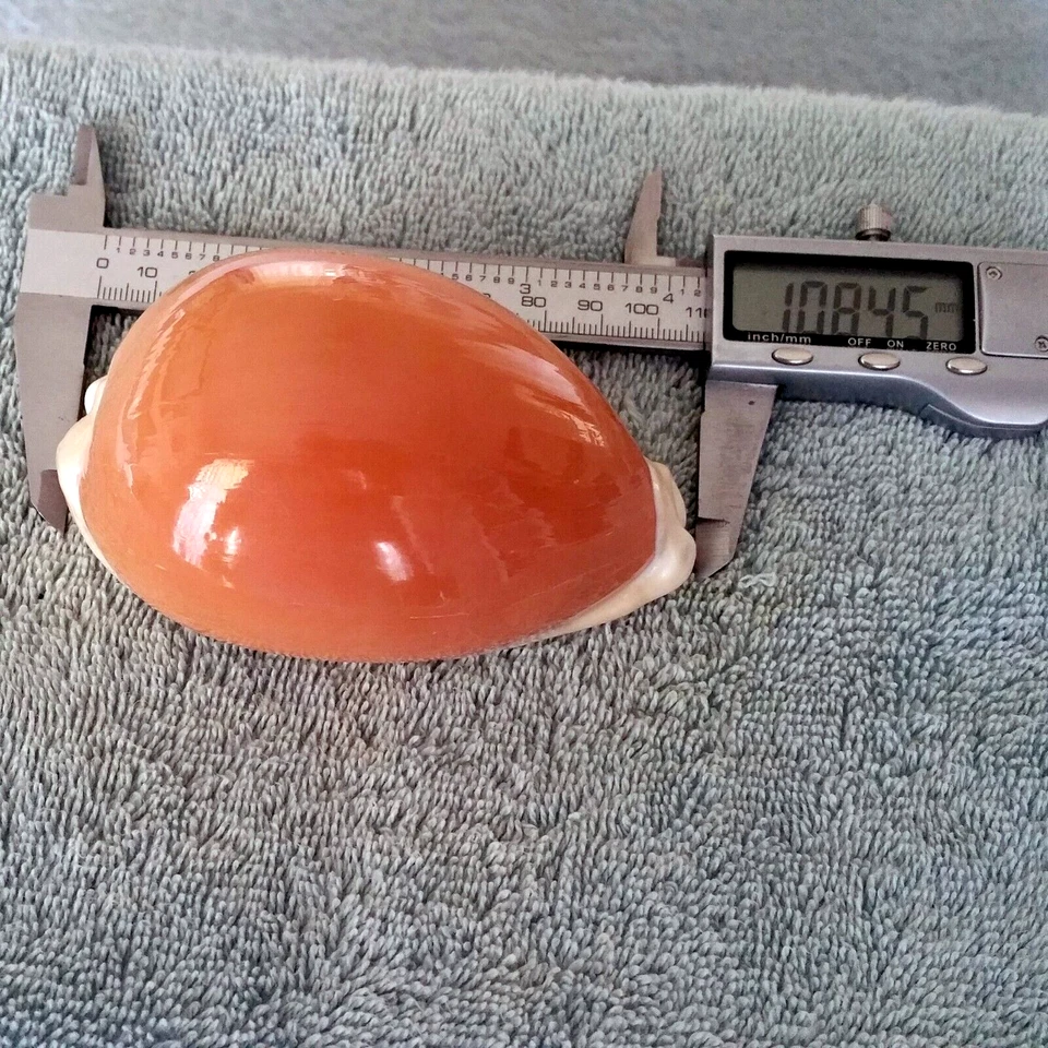Cypraea aurantium #16 108,4 mm ¡ULTRA! BELLEZA GIGANTE de Filipinas Foto 3 de 4