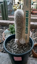 Espostoa Guentheri Cactus 8"Hx 3"W 2 Pups! Ships Bare Root, White Wool