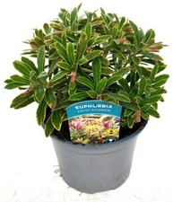 x1 Euphorbia Ascot Rainbow 17cm/2Litre