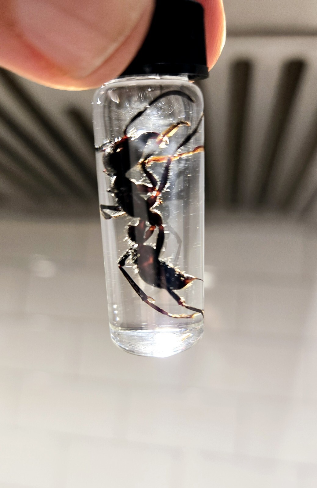  10 LOT -  REAL DEAL Bullet Ants!       ( Paraponera Clavata)   WET SPECIMEN