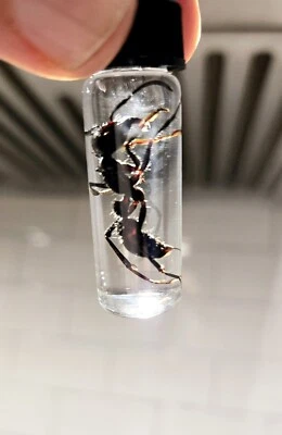  10 LOT -  REAL DEAL Bullet Ants!       ( Paraponera Clavata)   WET SPECIMEN - Image 1 of 4